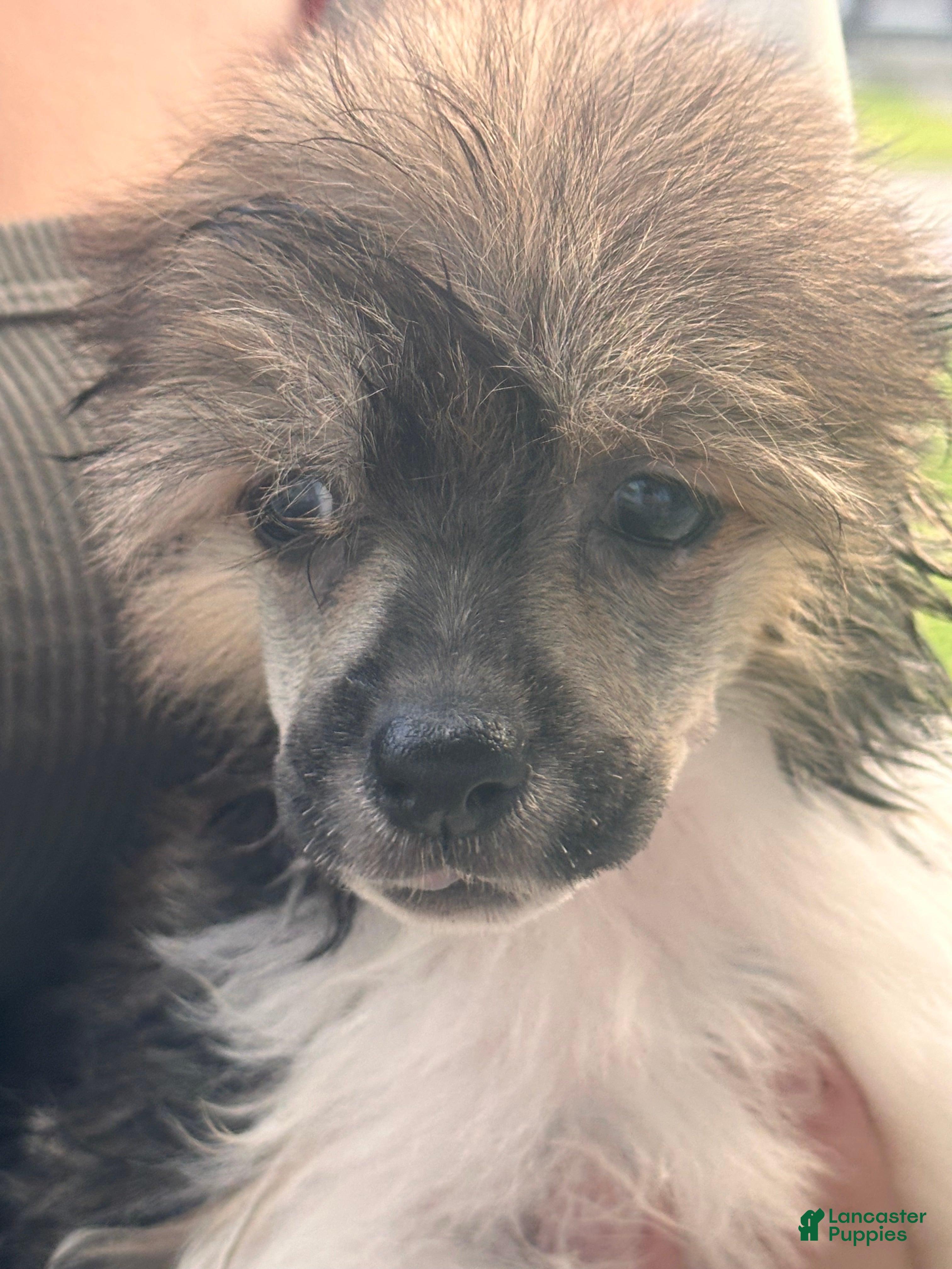 Chinese Crested dogs Striker  - Ad 2