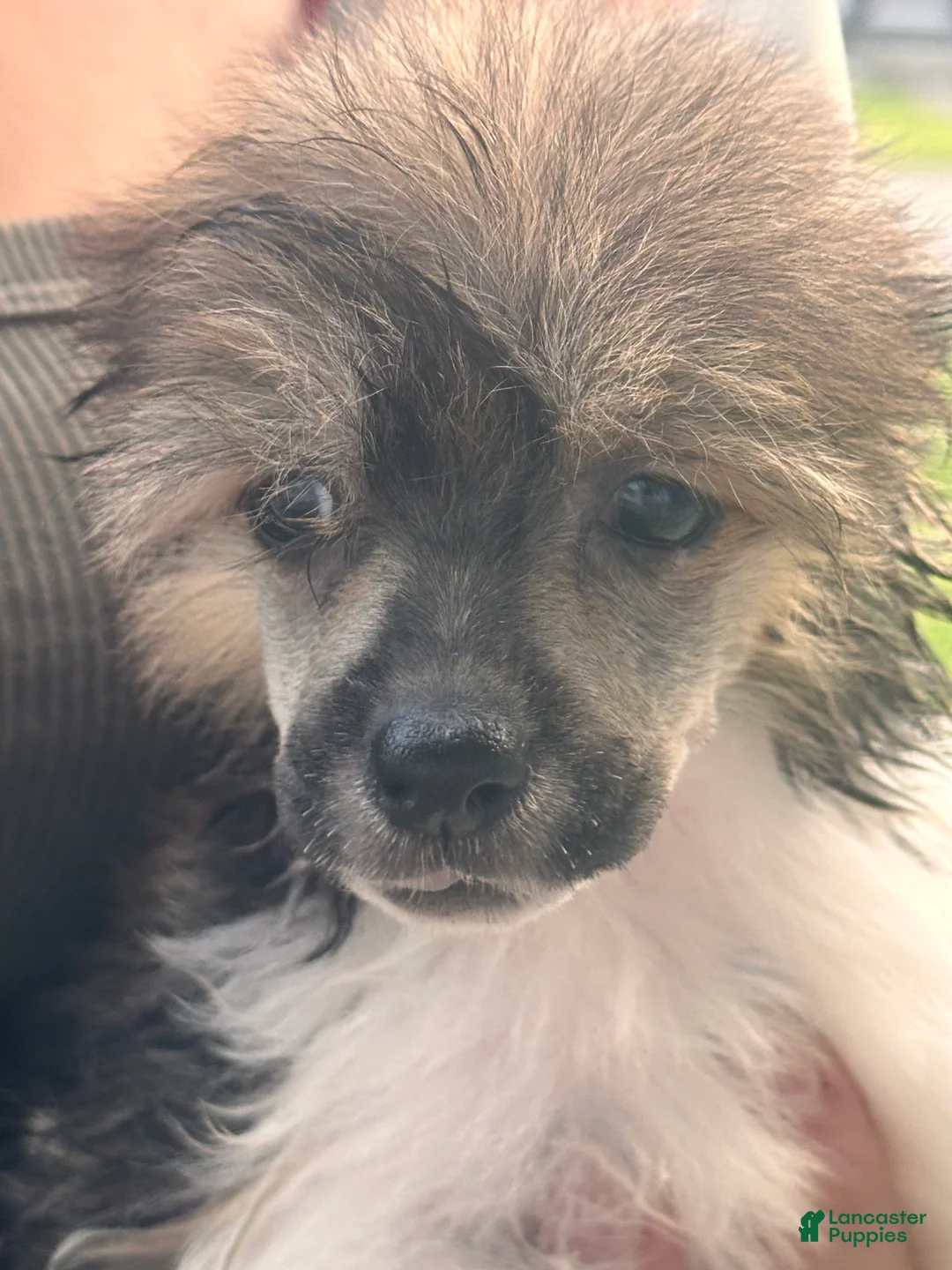 Chinese Crested dogs for sale: Striker  - Ad 2