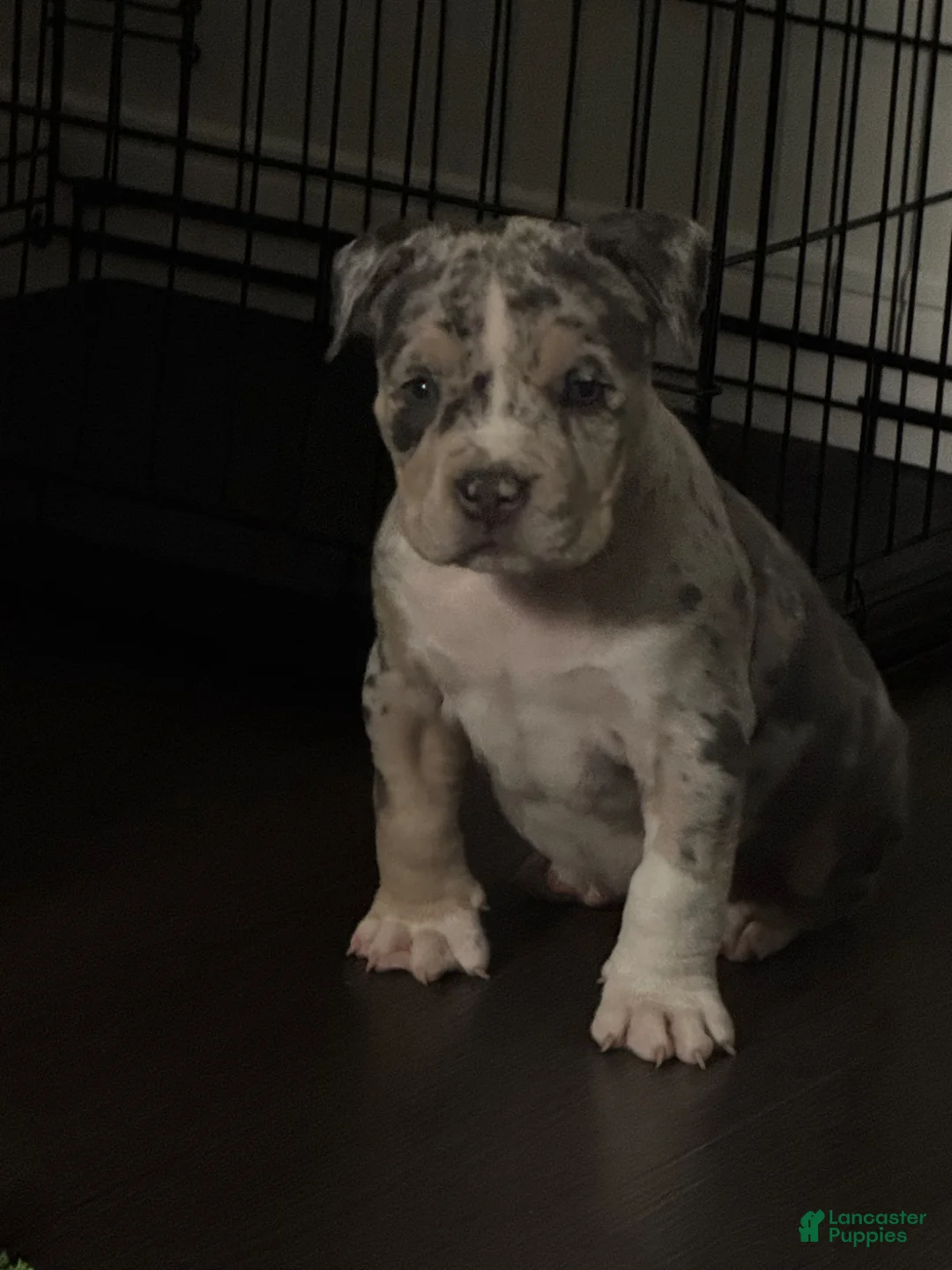 American Bully dogs for sale: Prince  - Ad 2