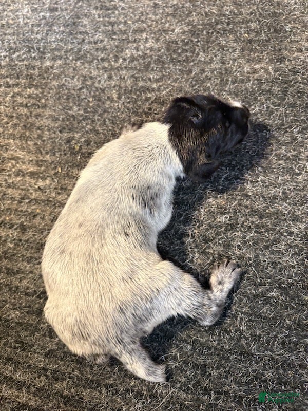German Shorthaired Pointer dogs German Shorthaired Pointer Male 3 - Ad 1