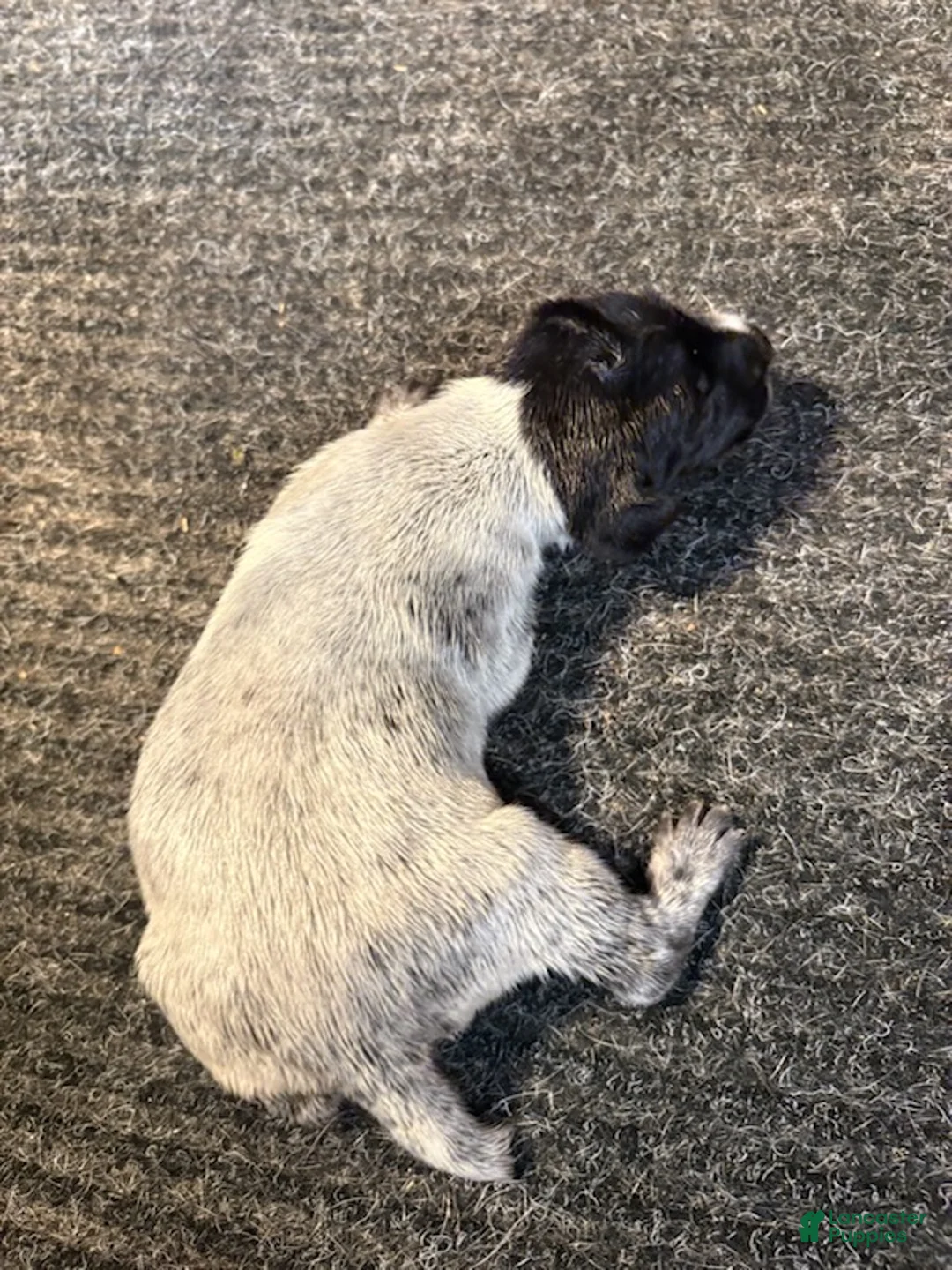 German Shorthaired Pointer dogs for sale: German Shorthaired Pointer Male 3 - Ad 1