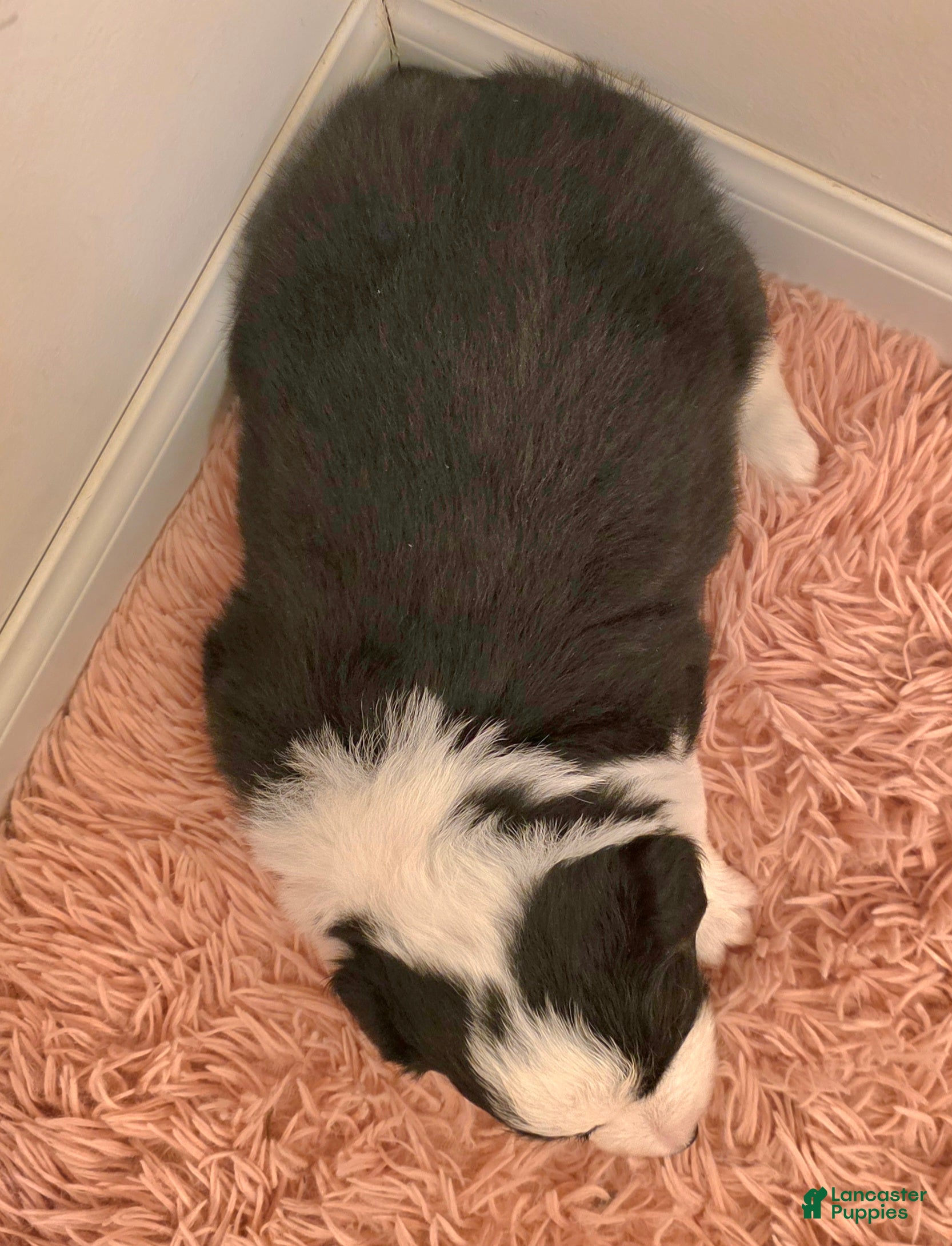 Border Collie dogs Border Collie Puppy 1 - Ad 2