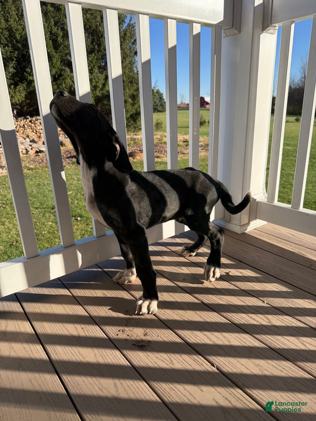 Mixed Breed dogs for sale: Buck - Ad 2