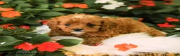 Cavapoo dogs for sale: Bingo - Ad 5