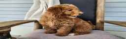 Mini Bernedoodle dogs for sale: Dallas - Ad 7