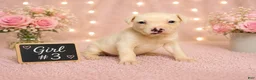 American Pit Bull Terrier dogs for sale: American Pit Bull Terrier 3 - Ad 2