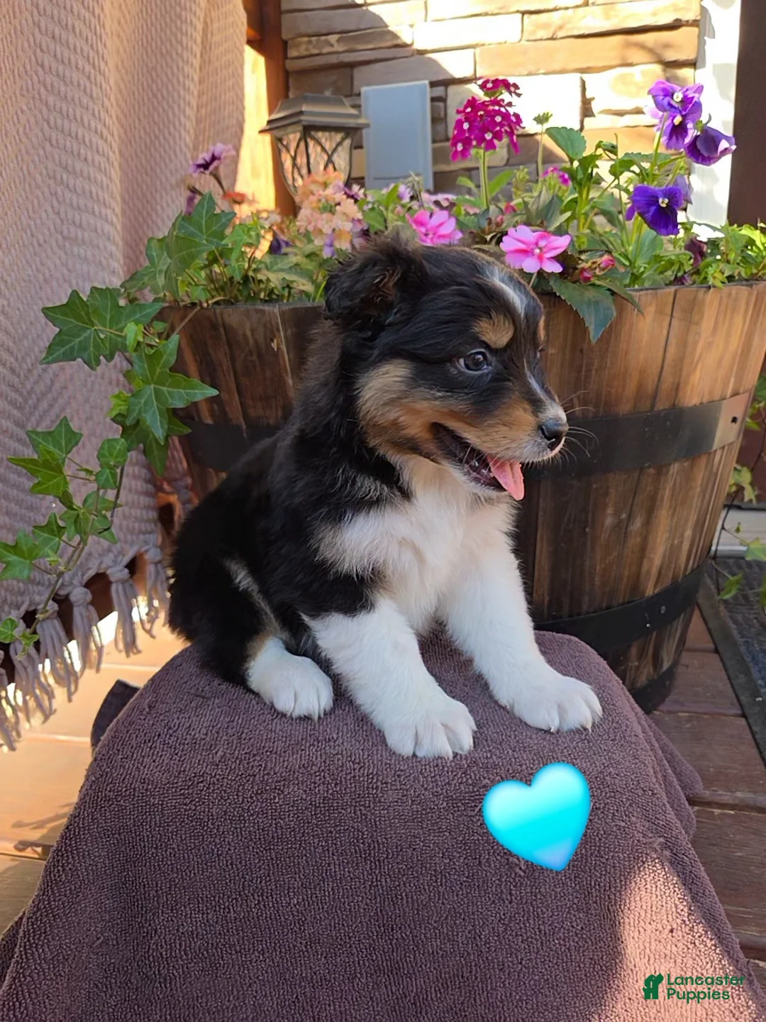 Australian Shepherd dogs for sale: Cocoa - Ad 2
