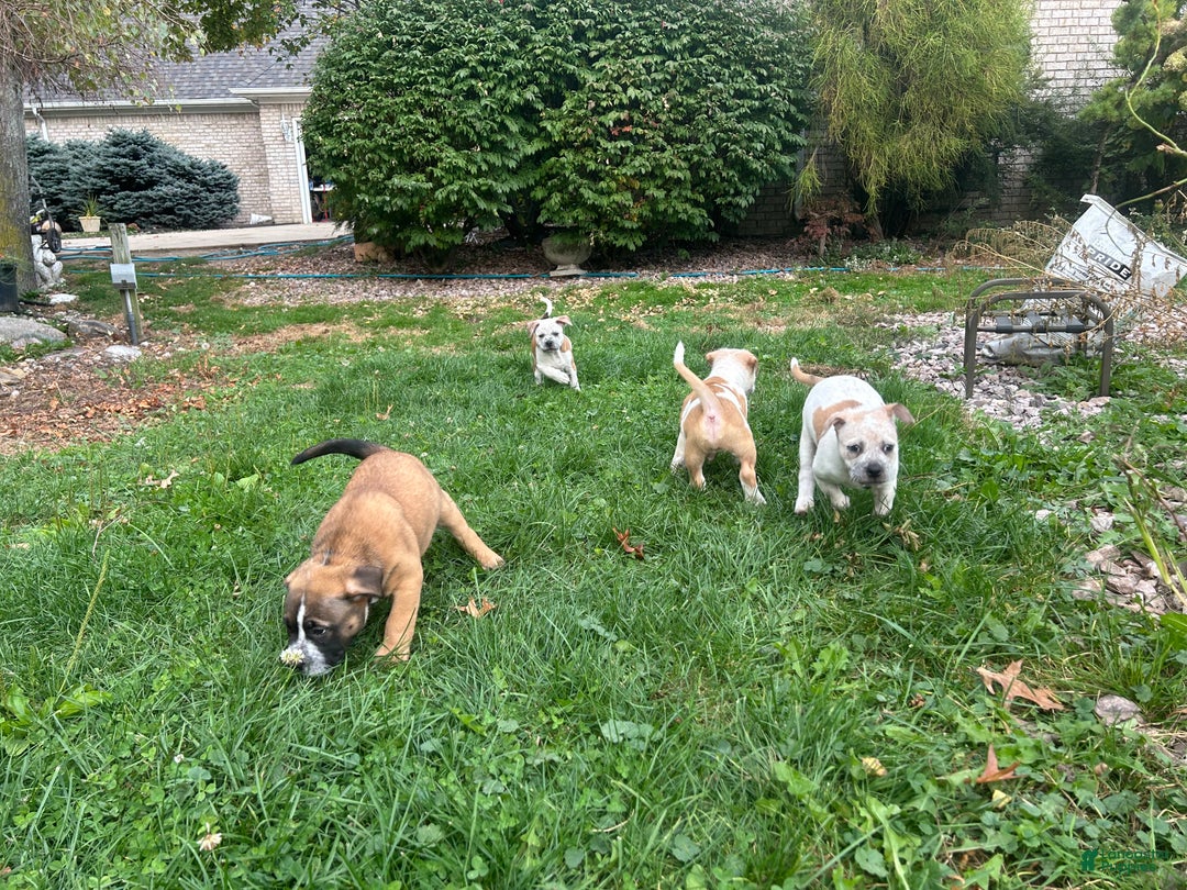 Mixed Breed dogs for sale: Mixed Breed Puppy 6 - Ad 8