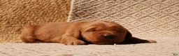 Golden Retriever dogs for sale: Daisy -AKC, Genetically Clear - Ad 108