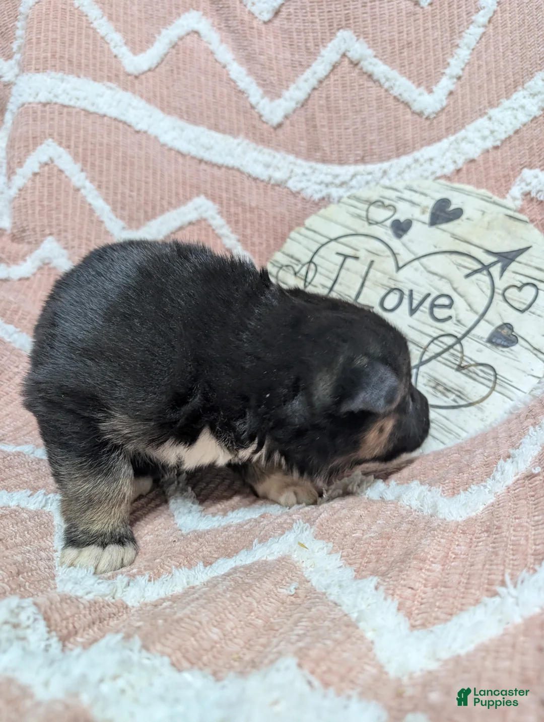 Gerberian Shepsky dogs for sale: Belle - Ad 5