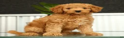 Mini Goldendoodle dogs for sale: Sunny - Ad 4