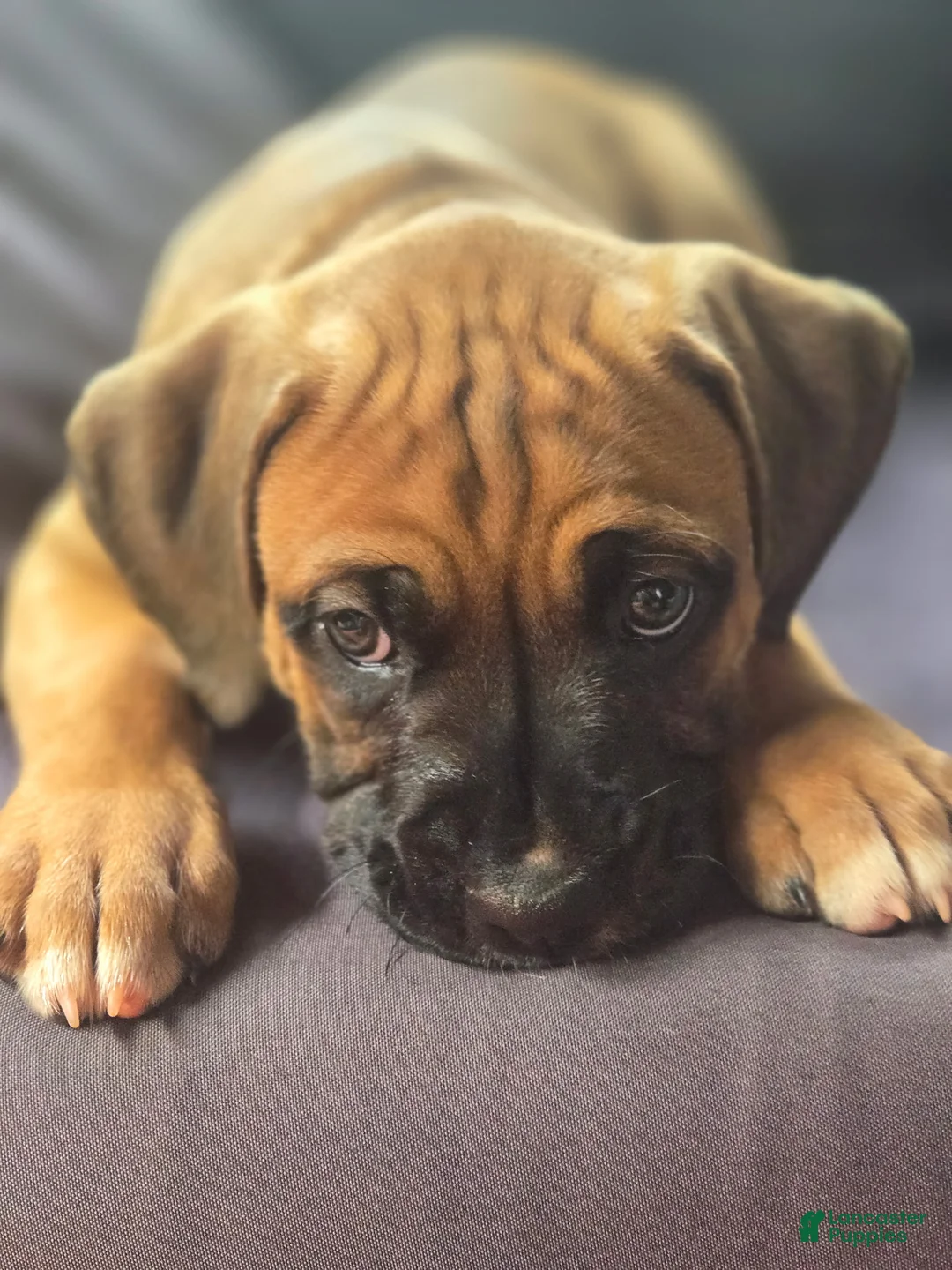 Boxer dogs for sale:  Jazzy - Ad 2