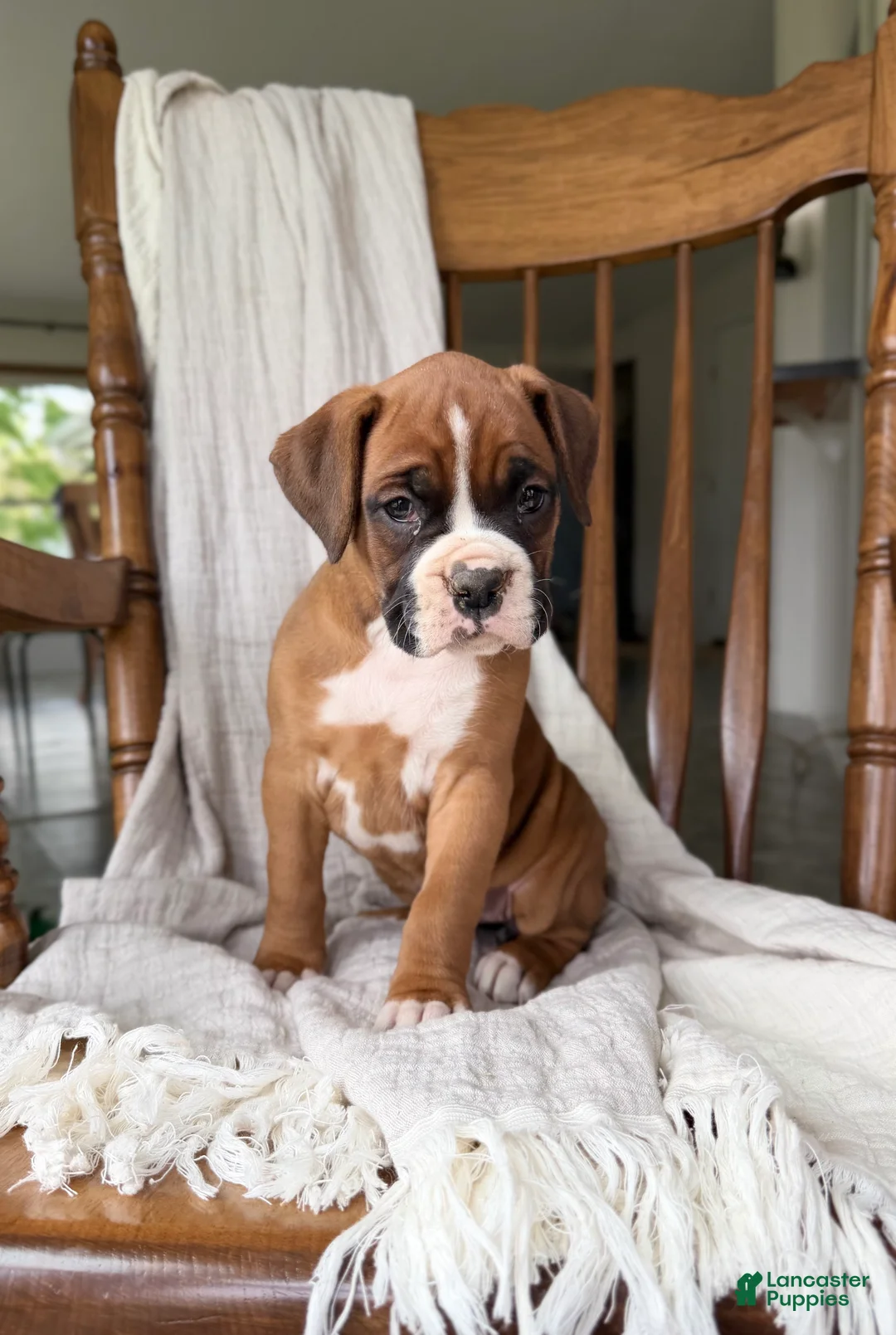 Boxer dogs for sale: Myra  - Ad 2