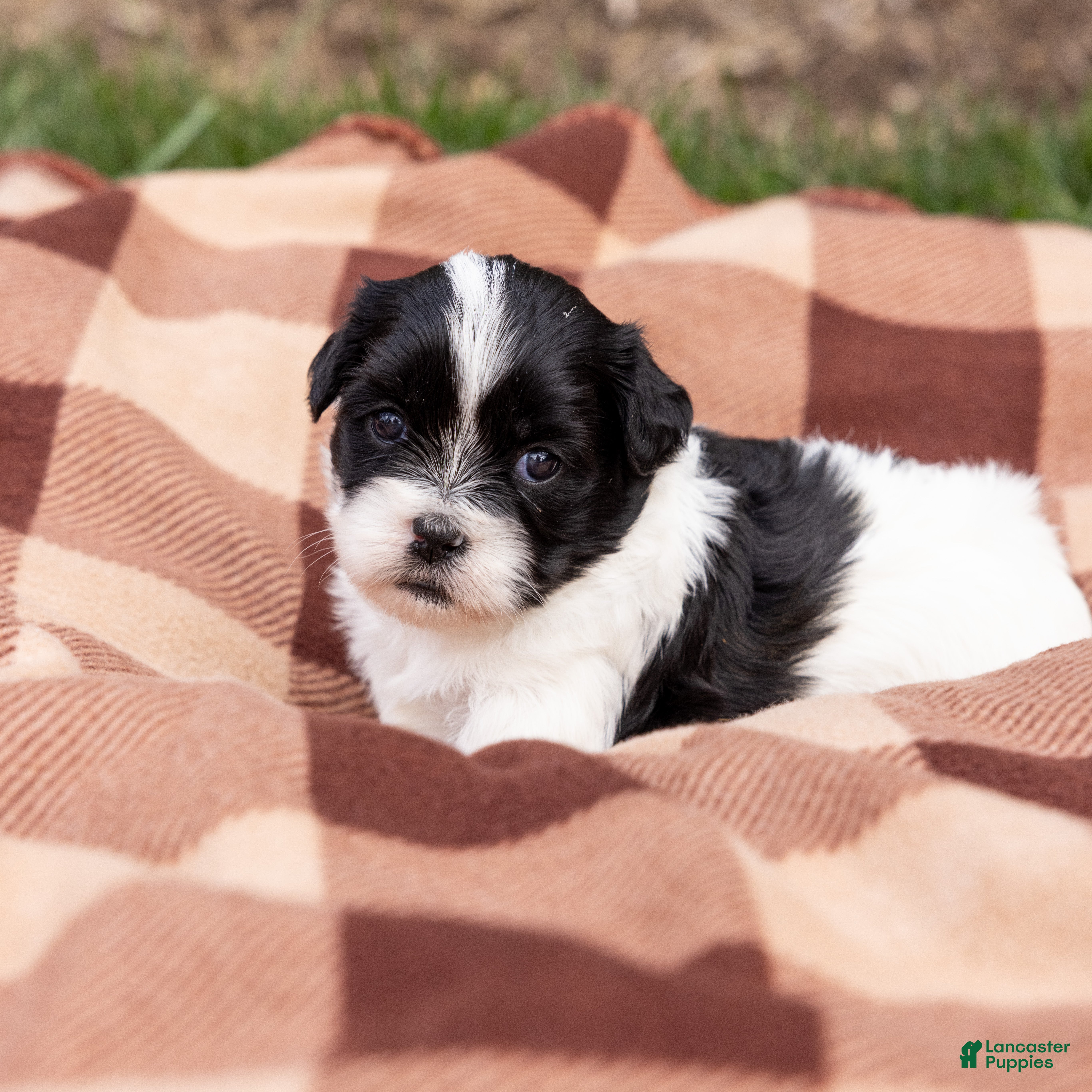 Teddy Bear dogs Clove - Ad 1