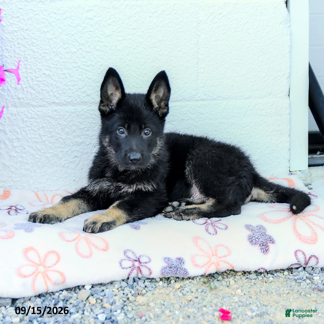 German Shepherd dogs for sale: Asher - Ad 3