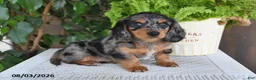 Miniature Dachshund dogs for sale: Serena - Ad 5
