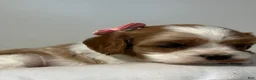 Cavalier King Charles Spaniel dogs for sale: Mandy Cavalier King Charles Spaniel  - Ad 4