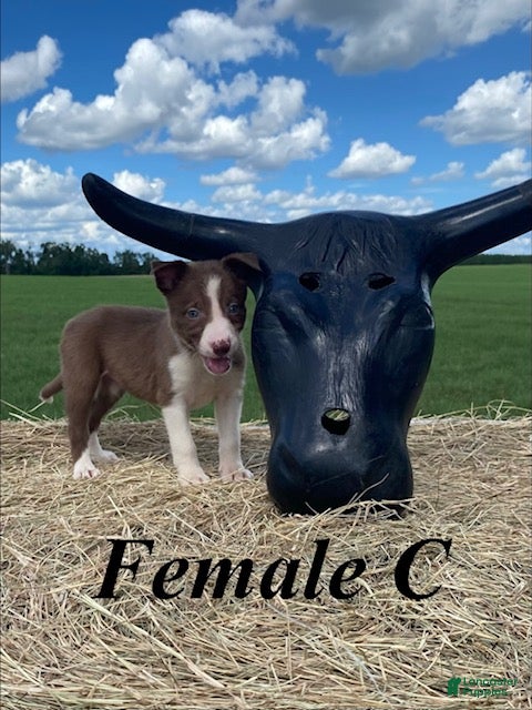 Border Collie dogs Female C - Ad 1