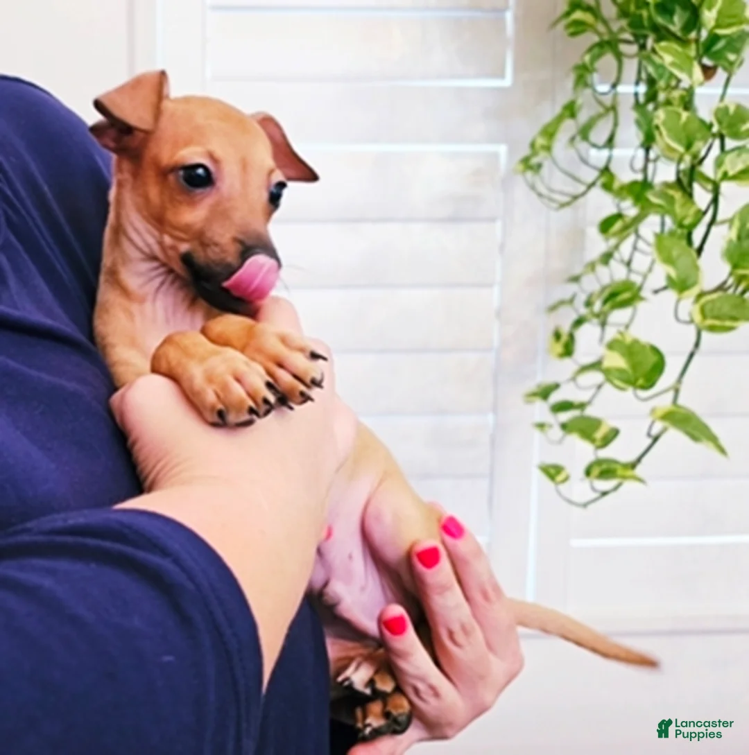 Italian Greyhound dogs for sale: Sebastian - Ad 1