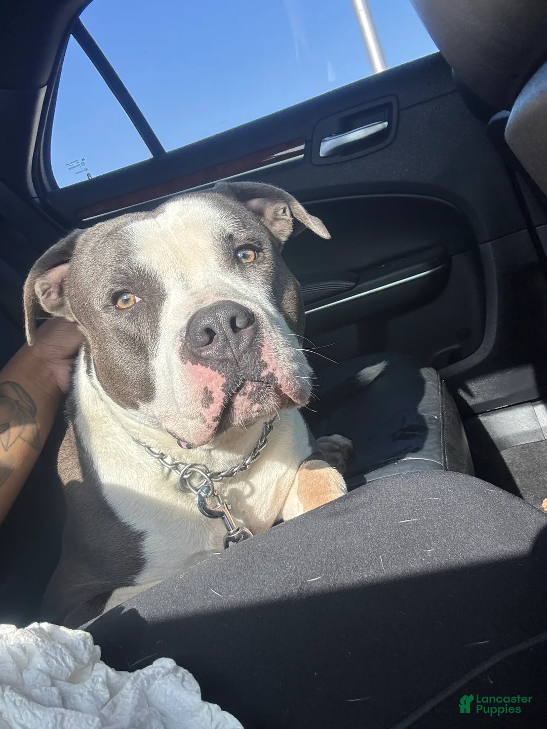 American Bully dogs for sale: American Bully 1 - Ad 2