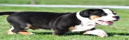Beabull dogs for sale: Oscar - Ad 11