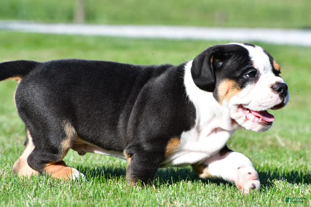 Beabull dogs for sale: Oscar - Ad 11