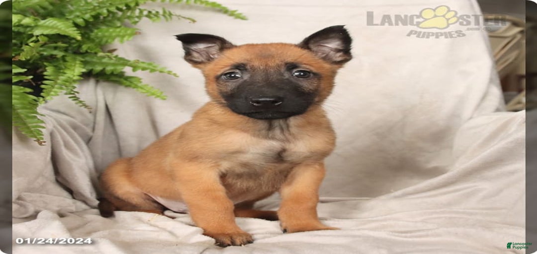 Gallery Image {{count}}