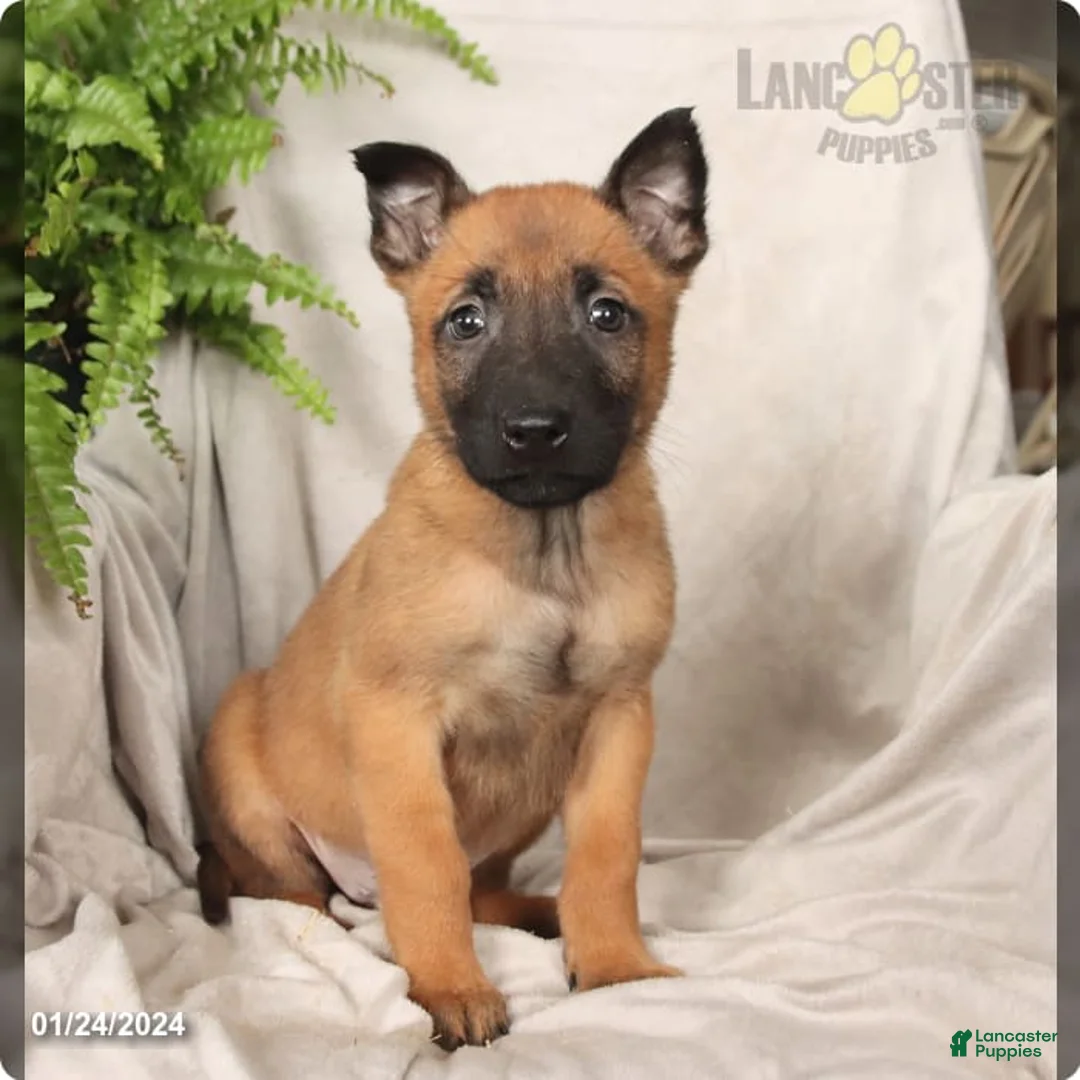 Gallery Image {{count}}