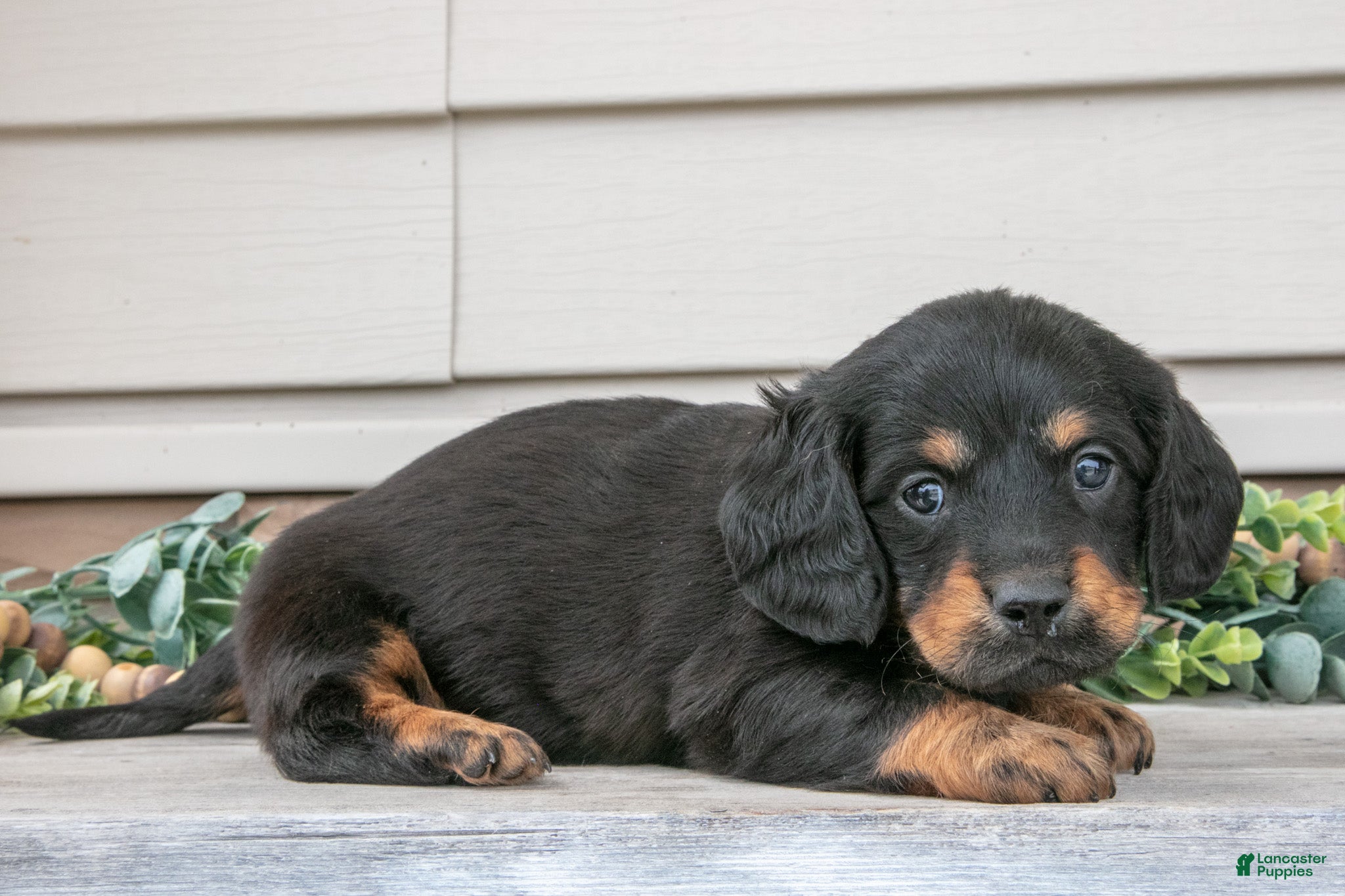 Miniature Dachshund dogs Rusty - Ad 2