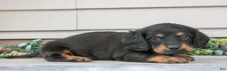Miniature Dachshund dogs for sale: Rusty - Ad 2