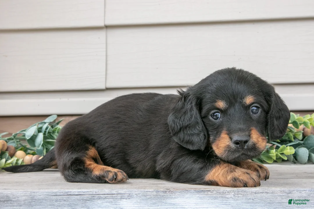 Miniature Dachshund dogs for sale: Rusty - Ad 2