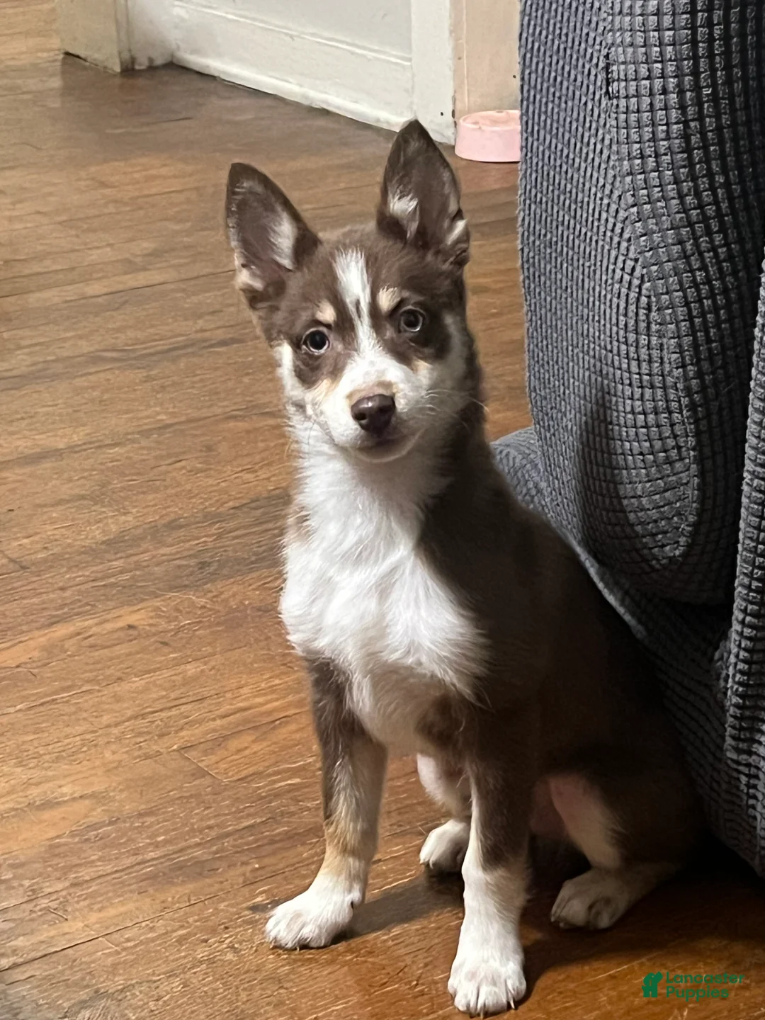 Pomsky dogs for sale: Brownie - Ad 1
