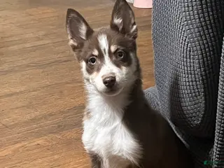 Pomsky dogs Brownie - Ad 39