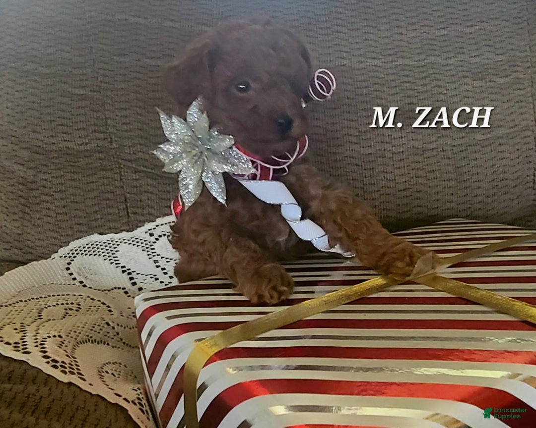 Miniature Poodle dogs for sale: Miniature Poodle Zach - Ad 3