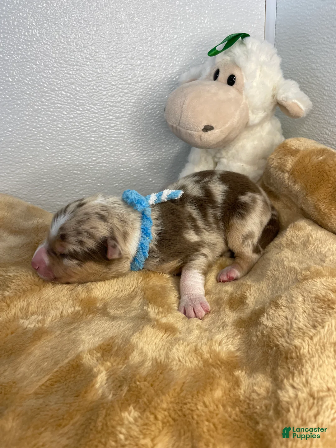 Australian Shepherd dogs for sale: Precious  - Ad 2