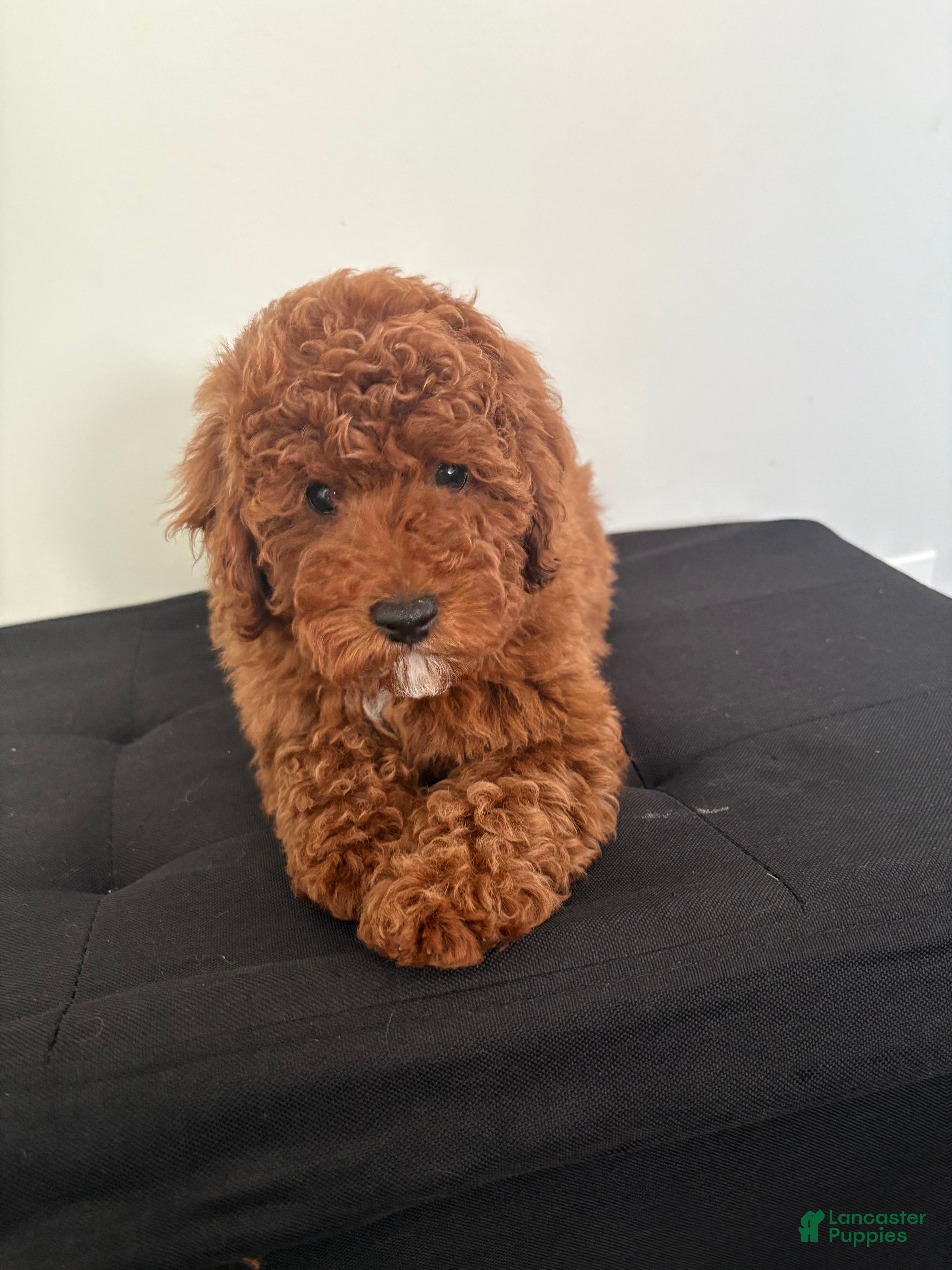 Miniature Poodle dogs Hendrix - Ad 1