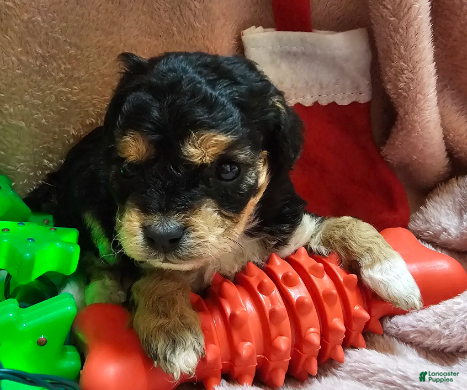 Cavapoo dogs Bananna - Ad 2