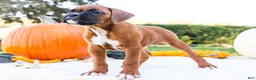 Boxer dogs for sale: Mandy Boxer - Ad 6