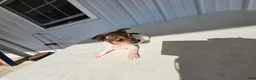 Chihuahua dogs for sale: Charlie - Ad 13