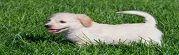 Labradoodle dogs for sale: Sally - Ad 2