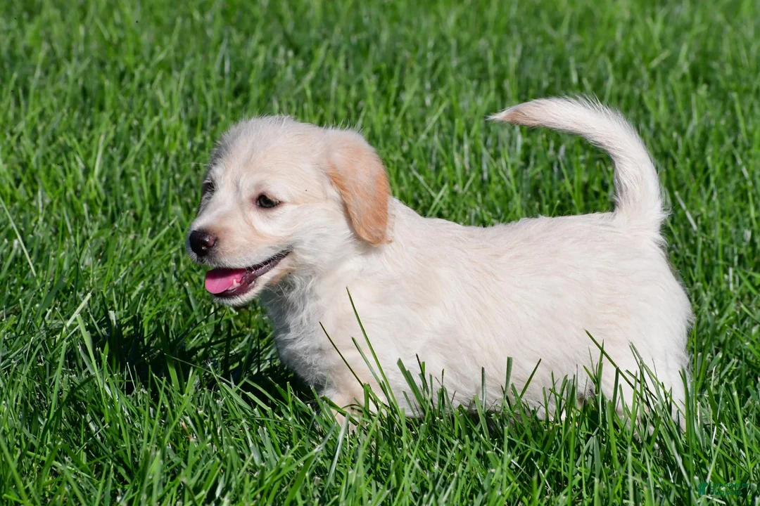 Labradoodle dogs for sale: Sally - Ad 2