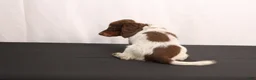 Dachshund dogs for sale: Ricky - Ad 9