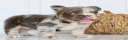 French Bulldog dogs for sale: Dakota Male AKC Fluffy French Bulldog - Ad 17
