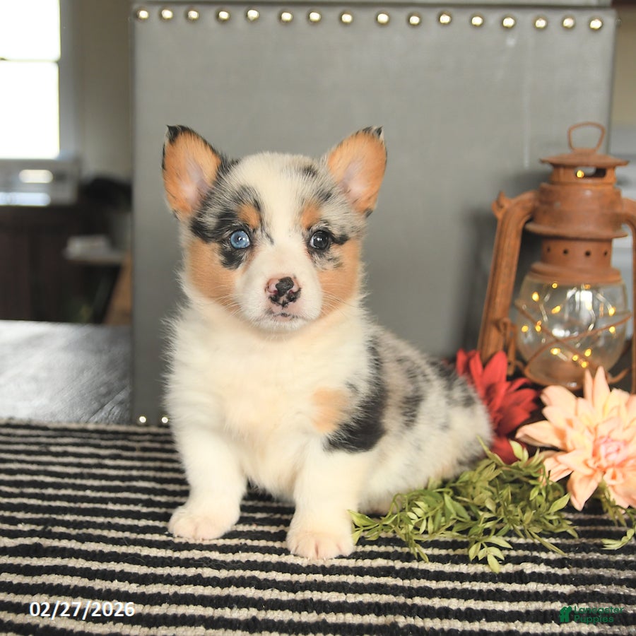 Welsh Corgi Pembroke dogs Candy - Ad 2