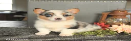 Welsh Corgi Pembroke dogs for sale: Candy - Ad 2