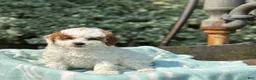 Toy Poodle dogs for sale: Taffy - Ad 10