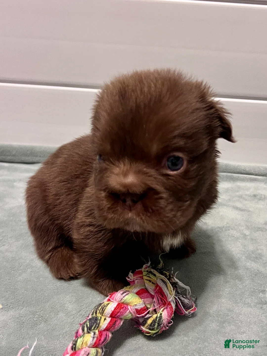 French Bulldog dogs for sale: Hershey Big Rope Fluffy - Ad 4