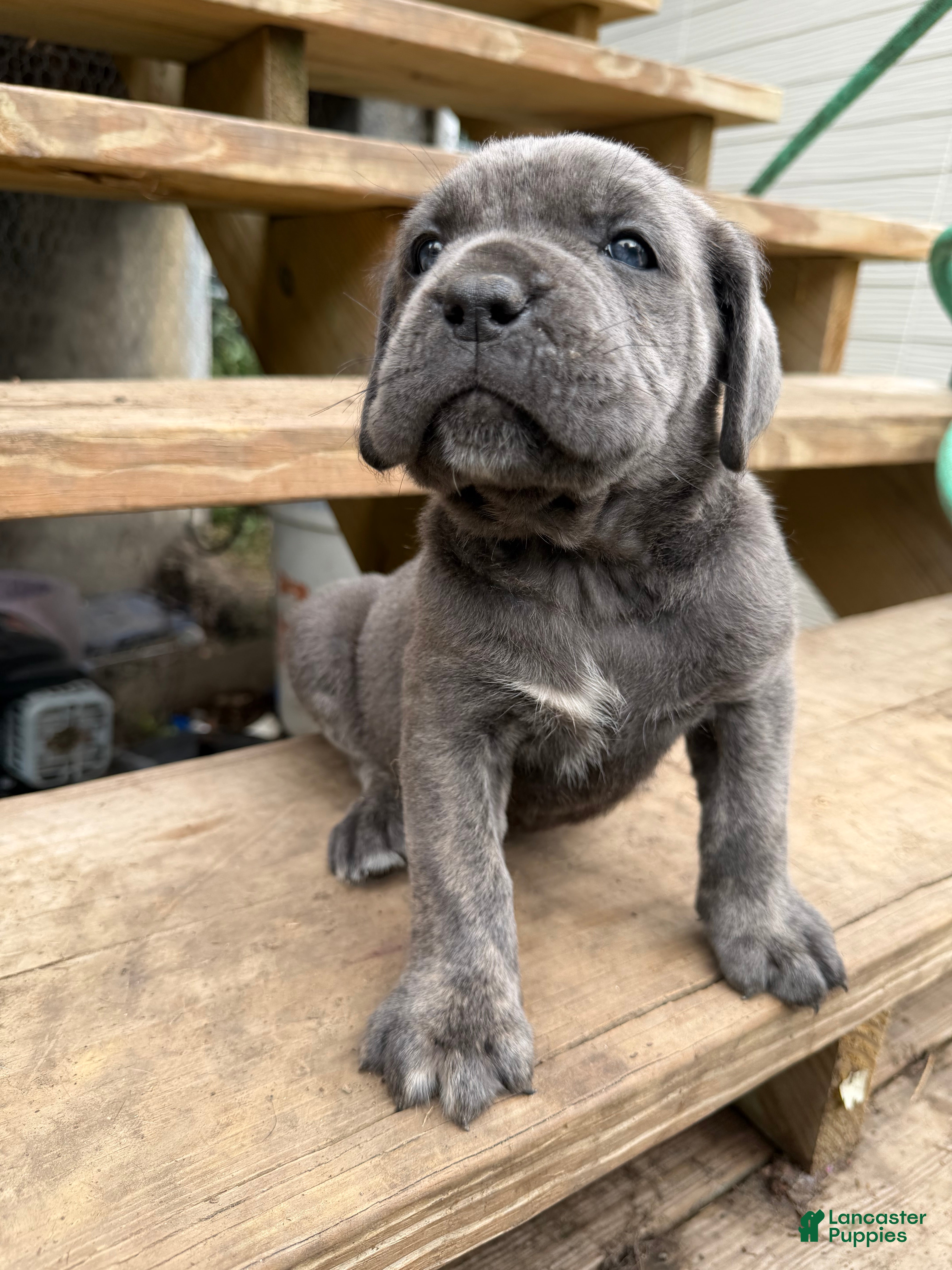 Cane Corso dogs Girl 6 - Ad 1