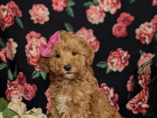 Mini Goldendoodle dogs Feliciti 15 lbs Full Grown Hypoallergenic - Ad 38