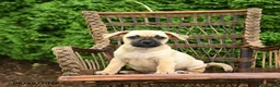 Jug dogs for sale: Knox - Ad 1
